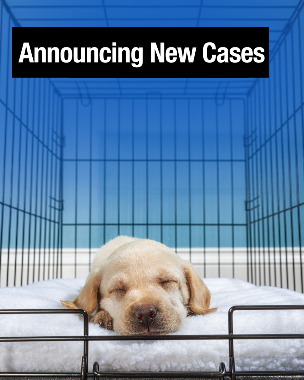News Icon
