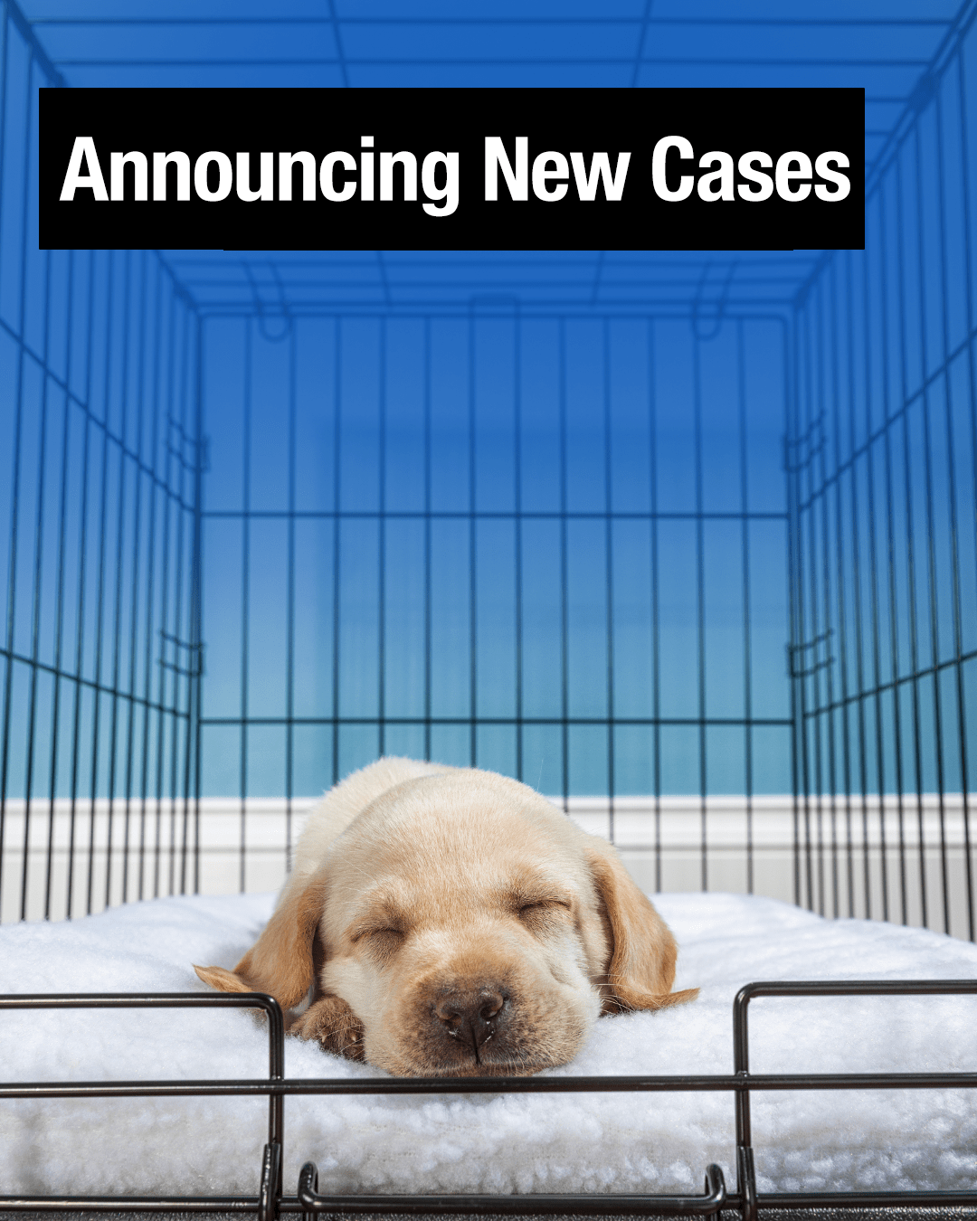 News Icon